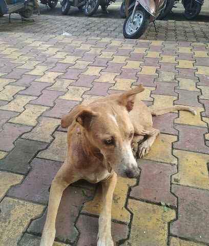 MH14 Animal Hospital