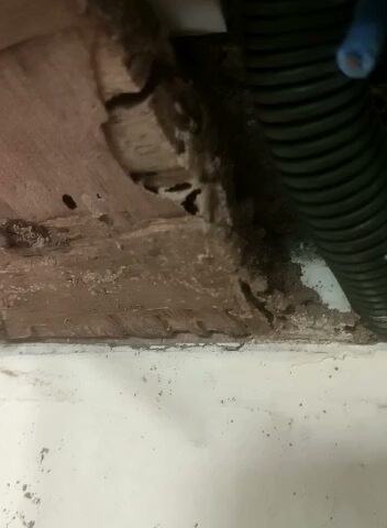 PestAnuja Pest Control Services